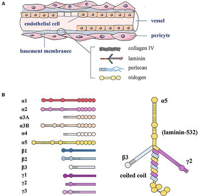 Laminins Regulate Placentation and Pre-eclampsia: Focus on Trophoblasts and Endothelial Cells